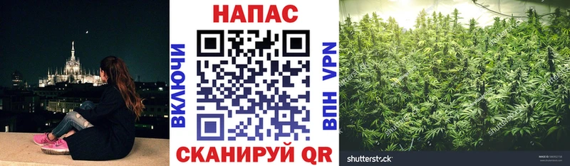 blacksprut зеркало  Змеиногорск  Каннабис сатива 